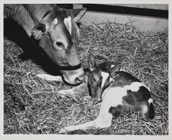 Champion Guernsey cow nuzzles her heifer calf at the Sonoma County Fair, Santa Rosa, California, July 24, 1957