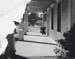 View looking south down the porch of the Washoe House Petaluma, California, about 1947