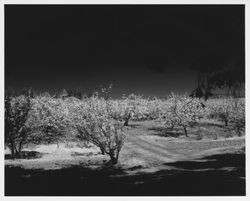 Apple orchard in bloom