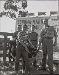 Sonoma-Marin Fair exhibitors with polled Hereford, Petaluma, California, 1959