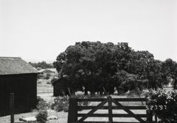 Wooden gate, oak trees and outbuildings located at 195 Cinnabar Avenue, Petaluma, California, May 27, 1997