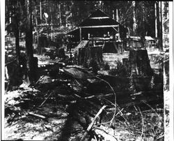 Logging near Guerneville