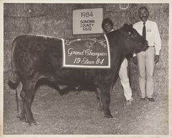 4H Grand Champion steer at the Sonoma County Fair, Santa Rosa, California, 1984