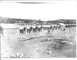 Free range chickens, Petaluma, California, about 1920