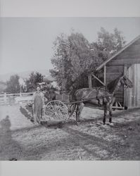 Unidentified farm worker stands near a horse and buggy on the Montgomery Paxton ranch in Schellville, California, about 1900