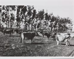 Purvine Ranch Jersey herd, Two Rock, California