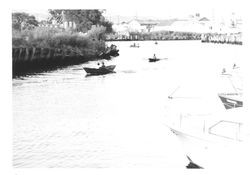 Rowboat races on the Petaluma River, Petaluma, California, about 1965