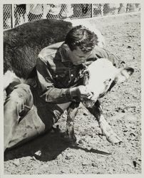 Bulldogging calves on Farmers' Day at the Sonoma County Fair, Santa Rosa, California