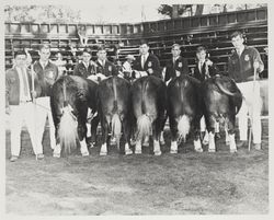 Exhibitors with their Herefords in the livestock arena at the Sonoma County Fair, Santa Rosa, California