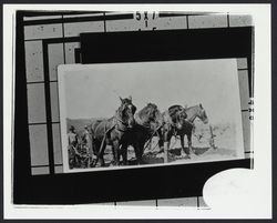 Team of horses working in a Kenwood vineyard