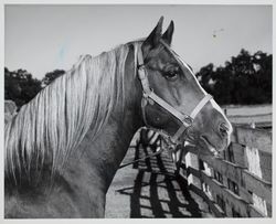 Horse portrait of "Manaka" at the Sonoma County Fair Racetrack, Santa Rosa, California