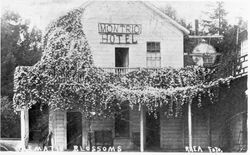 Clematis blossoms Montrio Hotel