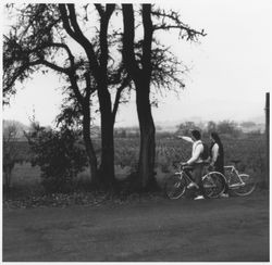 Bicyclists admiring grape vineyards, Sonoma County, California, about 1970