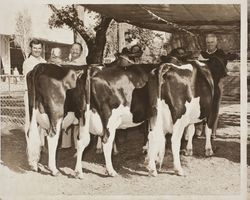 Tom Nunes with Holsteins at his dairy at the Sonoma County Fair, Santa Rosa, California