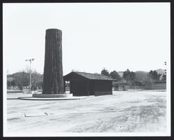 Sonoma County Fairgrounds' redwood tree stump