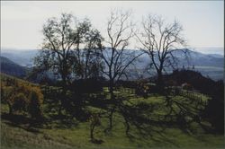 Corral on a hill near Healdsburg