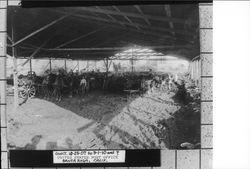 Excavating the site of the new Post Office, Santa Rosa, California, Jan. 2, 1909