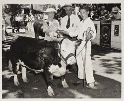 Exhibitor with his Hereford at the Sonoma County Fair, Santa Rosa, California, about 1948