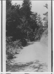 Section of road between Mark West Spring and Petrified forest