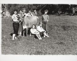 Girls in a field with a cow, Santa Rosa, California, 1956