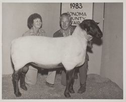 Sheep evaluation at the Sonoma County Fair, Santa Rosa, California, 1983