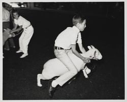 Sheep riding at the Sonoma County Fair, Santa Rosa, California