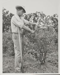 Inspecting a blueberry bush