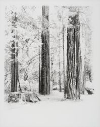 Trees at Armstrong Woods, Guerneville, California, 1967