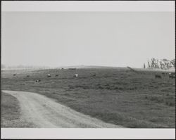 Pasture land above Stemple Creek, west of Petaluma, California, May 1971