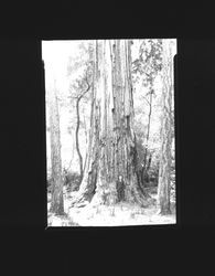 Man standing in front of redwood tree, Guerneville, California(?), about 1935