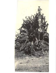 Redwood stump, Guerneville, Cal.--diameter 26 ft