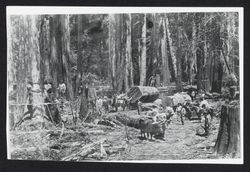 Guerne and Murphy logging teams, Guerneville, California, 1875