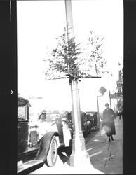 Pine branches decorating light posts in downtown Petaluma, California, about 1933