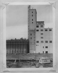 Poultry Producers of Central California Petaluma mill under construction, about 1938