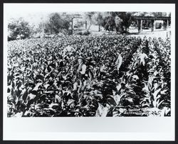 Tobacco farm of David Hetzel near Guerneville bridge