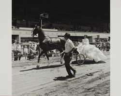 Horse and sulky at Farmers' Day at the Sonoma County Fair, Santa Rosa, California, 1986