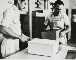 Two unidentified men removing cheeses from the hoops and wrapping them in wax paper at the Petaluma Cooperative Creamery, about 1955