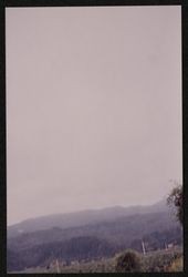 Unidentified vineyard likely near Geysers Road aflame with fall color, Sonoma County, California, 1988