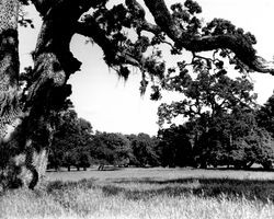 Oak trees and meadows at Oakmont before building began, Santa Rosa, California, 1962