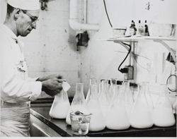 Stanley Buckett fixing "starter" at the Petaluma Cooperative Creamery lab, about 1955