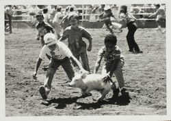 Piglet scramble on Farmers' Day at the Sonoma County Fair, Santa Rosa, California