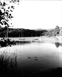 Sailboats on Lake Ralphine, Santa Rosa, California, 1965