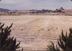 Hay field in Sonoma County