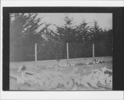 Chickens feeding from outdoor troughs, Petaluma, California, about 1910