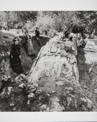 Visitors to the Petrified Forest view the "Pride of the Forest," Calistoga, California, 1890s