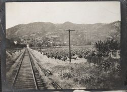 Northwestern Pacific tracks running through a vineyard near Preston