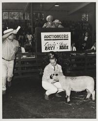 Auctioneers selling lamb at the auction arena at the Sonoma County Fair, Santa Rosa, California