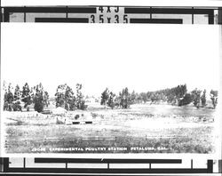 Experimental poultry station, Petaluma, Cal