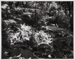 Ferns in an unidentified forest