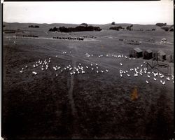 Free range chickens on an unidentified Sonoma County ranch, Sonoma County, California